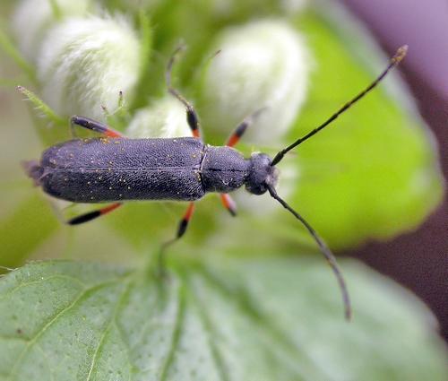Réf. 8 643 : Grammoptera abdominalis