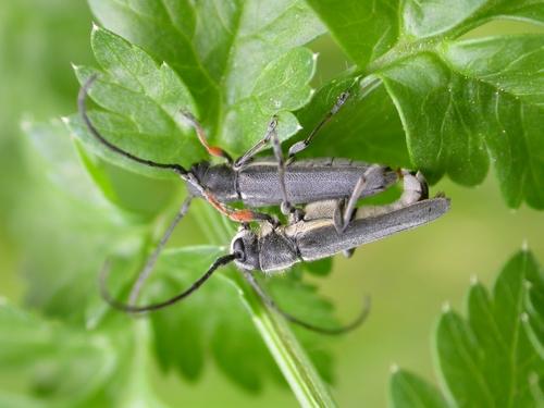 Phytoecia cylindrica