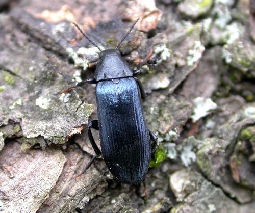 Réf. 8 606 : Melandrya caraboides
