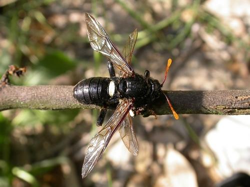 Réf. 8 520 : Cimbex luteus
