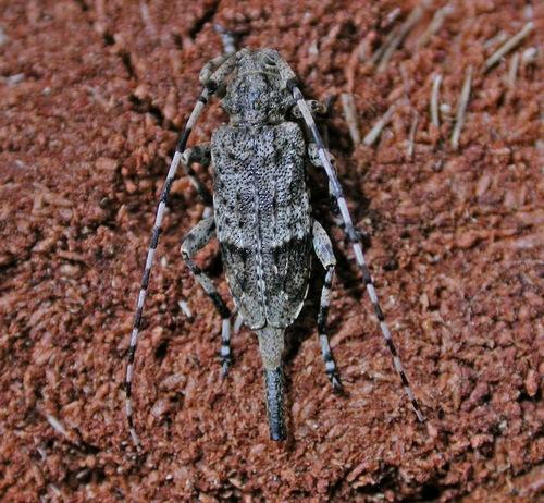 Réf. 8 515 : Acanthocinus reticulatus