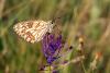 8745 – Photo : Franck BEAUPERE – France (30)