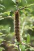 8527 – Photo : Daniel Ventard – France (71)