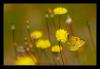 8131 – Photo : Tollari Serge – France (34)