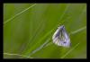 8445 – Photo : Tollari Serge – France (34)