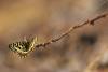 8574 – Photo : Tollari Serge – France (34)