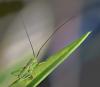 8143 – Photo : Michel Guttin – France (69)