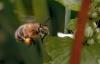 8144 – Photo : Michel Guttin – France (69)