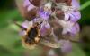 8148 – Photo : Michel Guttin – France (69)