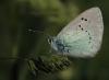 8255 – Photo : Michel Guttin – France (69)