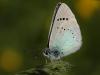 8254 – Photo : Michel Guttin – France (69)