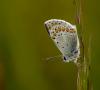 8253 – Photo : Michel Guttin – France (69)