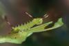 8819 – Photo : Michel Guttin – France (69)