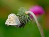 8056 – Photo : Daniel Pollen – Suisse