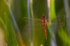 8871 – Photo : Tollari Serge – France (34)