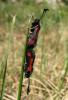 8674 – Photo : pierre desriaux – France (83)