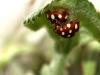 8371 – Photo : Daniel Pollen – Suisse