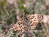 8728 – Photo : Mael Garrin – France (84)