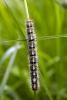 Lasiocampa quercus