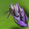 8997 – Photo : microbe – France (62)