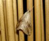 8039 – Photo : Arnaud Jean-Pierre – France (09)