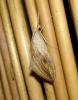 8041 – Photo : Arnaud Jean-Pierre – France (09)