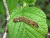 8246 – Photo : Arnaud Jean-Pierre – France (09)
