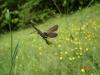 8672 – Photo : Arnaud Jean-Pierre – France (09)