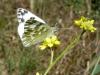 8746 – Photo : Arnaud Jean-Pierre – France (66)