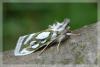 8613 – Photo : David Demerges – France (34)