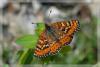 8302 – Photo : David Demerges – France (66)