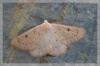 8565 – Photo : David Demerges – France (66)