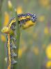8680 – Photo : Simon Labonne – France (34)