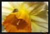 8047 – Photo : antho – France (30)