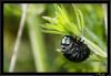 8028 – Photo : antho – France (30)