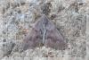 8795 – Photo : David Demerges – France (66)
