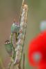 8450 – Photo : Bertrand Lepagnol – France (84)