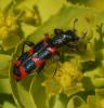 8329 – Photo : taeniatus – France (83)