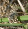 8290 – Photo : taeniatus – France (83)