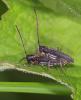 8910 – Photo : microbe – France (62)