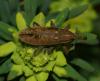 8123 – Photo : typhaeus – France (57)