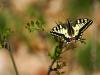 8060 – Photo : Daniel Pollen – Suisse
