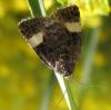 8244 – Photo : Amy – France (81)