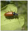 8911 – Photo : Anne-Marie Uyttenbroeck – France (46)