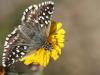 8005 – Photo : Mineha – France (06)