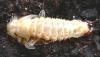 Pyrochroa coccinea
