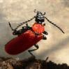 Pyrochroa coccinea