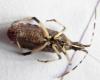 Dicranocephalus agilis