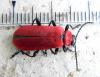 Pyrochroa coccinea