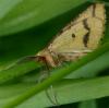8967 – Photo : Pelouard – France (72)